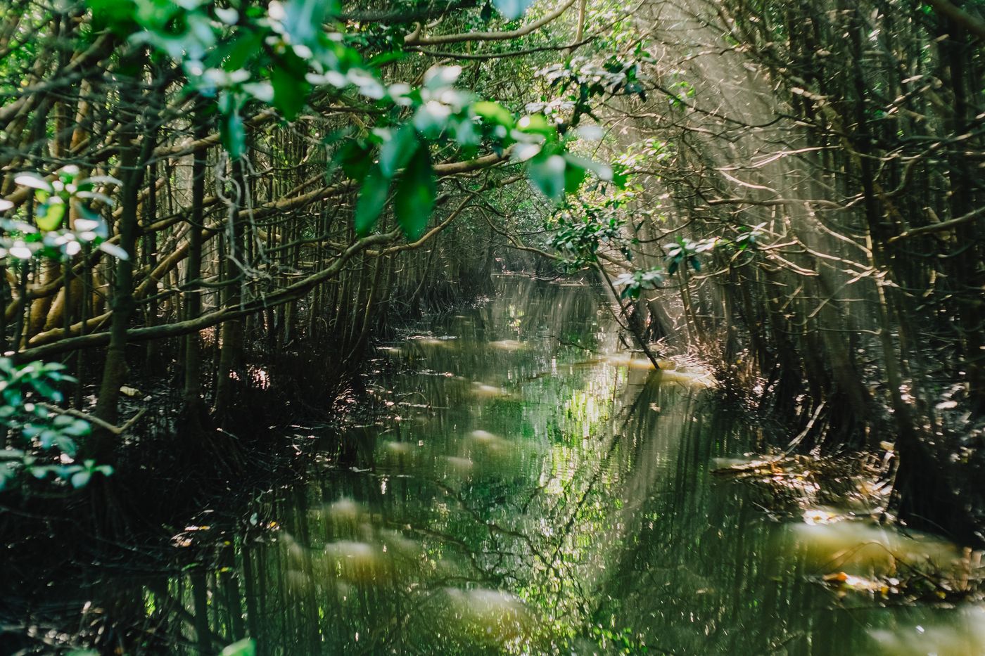 Mangrove Hydrodynamics
